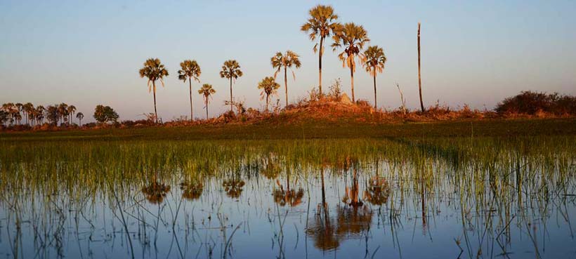 Delta Palms